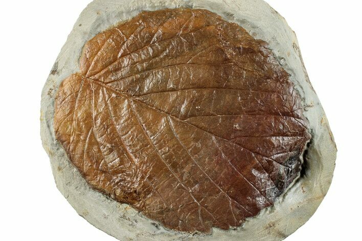 Fossil Leaf (Davidia) - Montana #268153